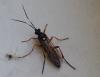 Diphyus quadripunctorius